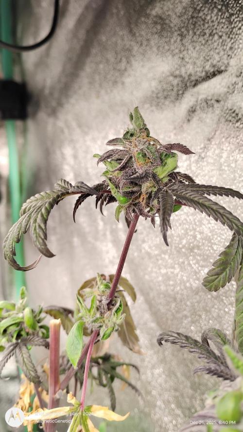 Purple Chrome Reveg. Week 1