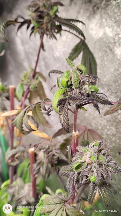 Purple Chrome Reveg. Week 1