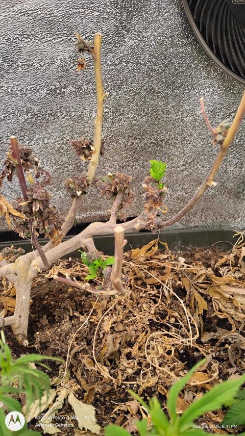 Reveg & Pollination. Week 3