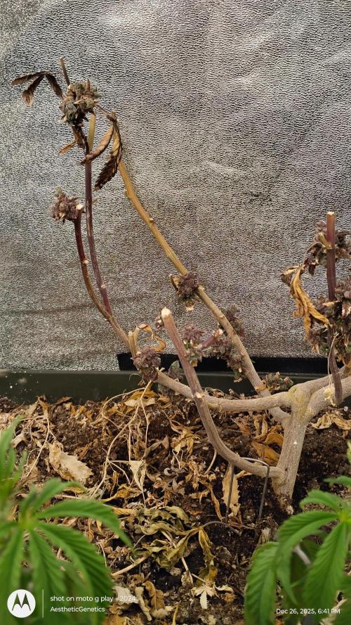 Reveg & Pollination. Week 3