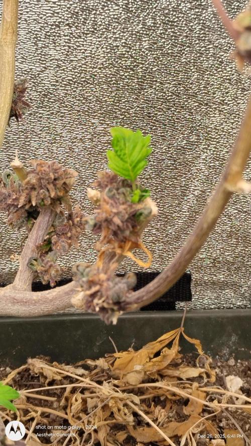 Reveg & Pollination. Week 3