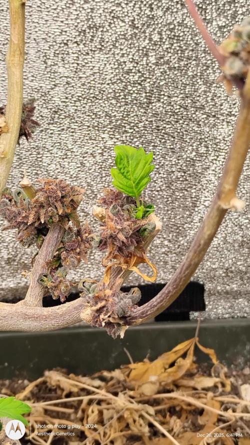 Reveg & Pollination. Week 3