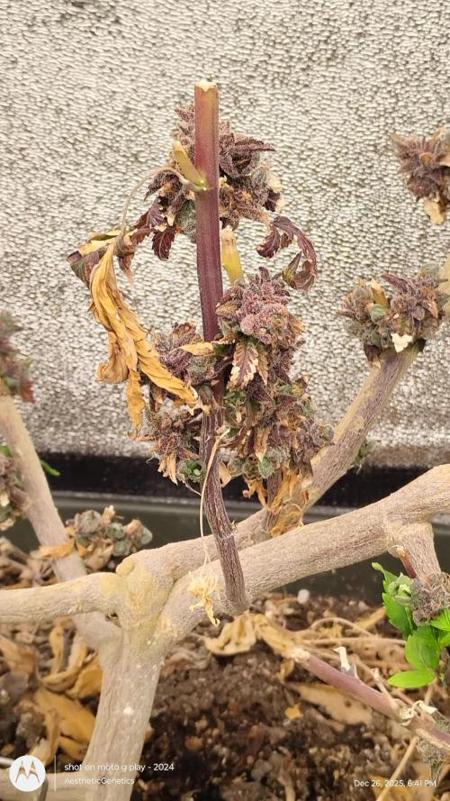 Reveg & Pollination. Week 3