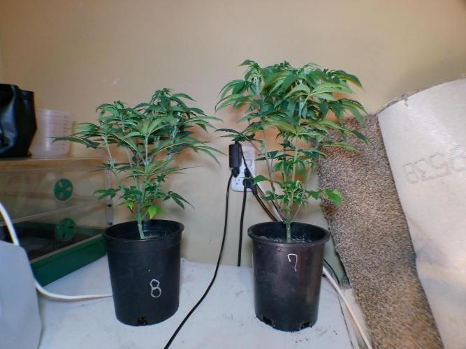 PLCG Bx2. Week 9