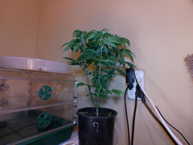 PLCG Bx2. Week 9