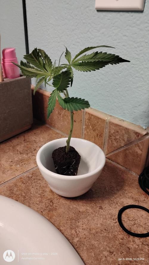 Rainbow Zoap Tiki Madman Cut. Week 0