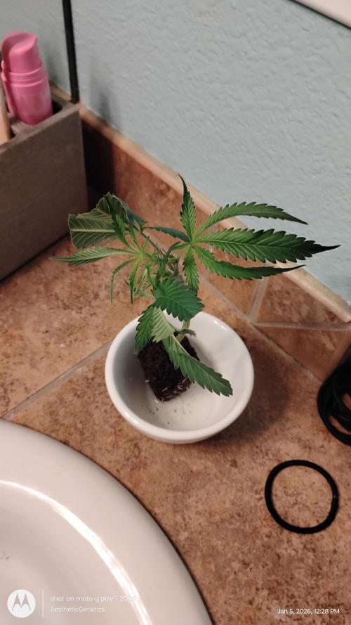 Rainbow Zoap Tiki Madman Cut. Week 0