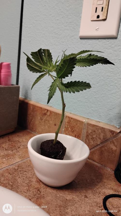 Rainbow Zoap Tiki Madman Cut. Week 0