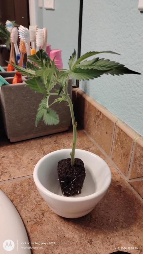 Rainbow Zoap Tiki Madman Cut. Week 0