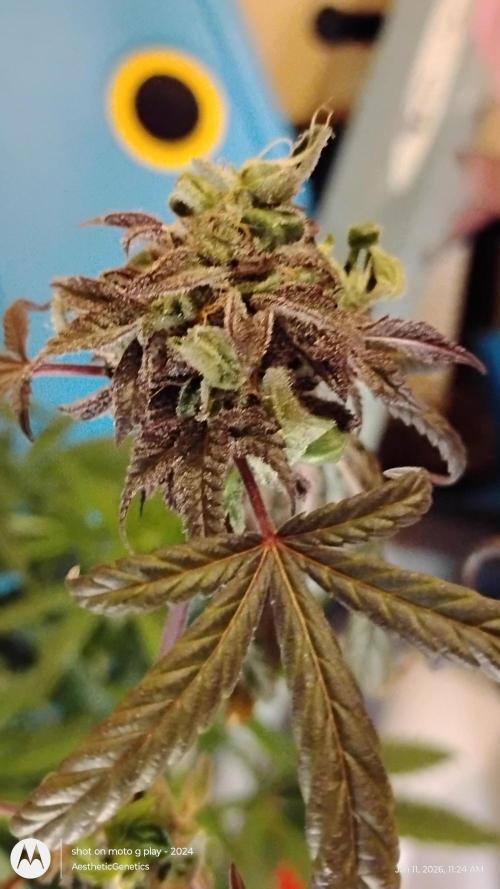 Purple Chrome Reveg. Week 3