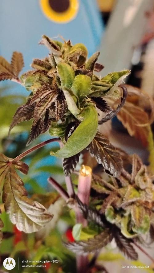 Purple Chrome Reveg. Week 3