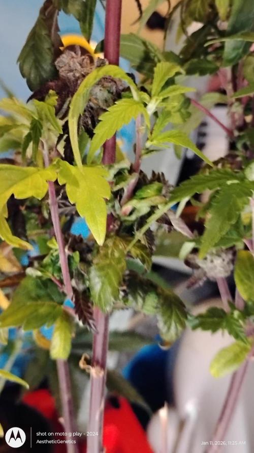 Purple Chrome Reveg. Week 3