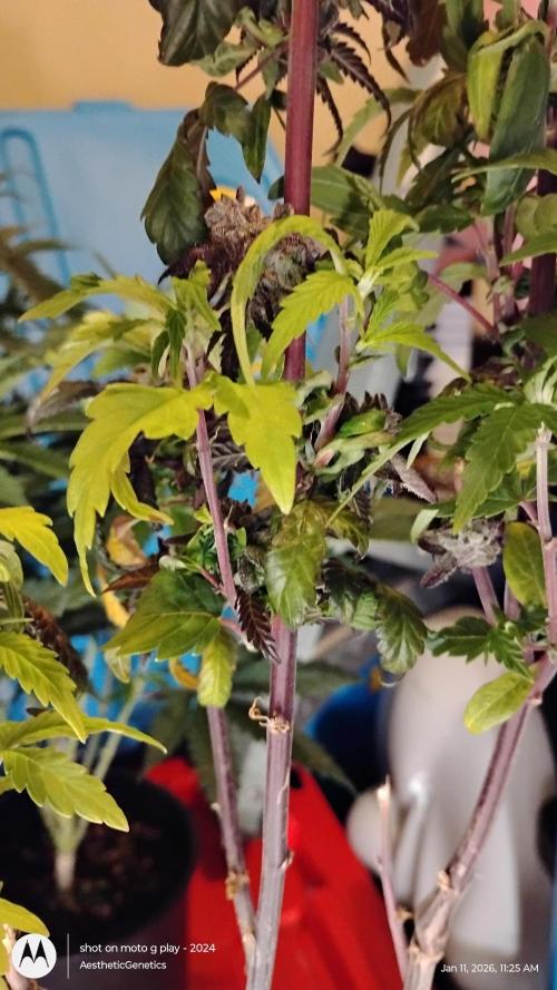 Purple Chrome Reveg. Week 3