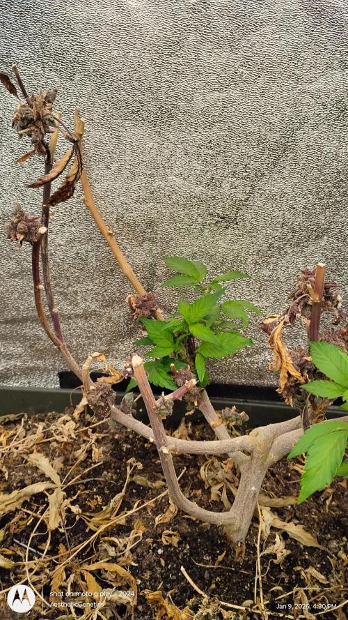 Reveg & Pollination. Week 5