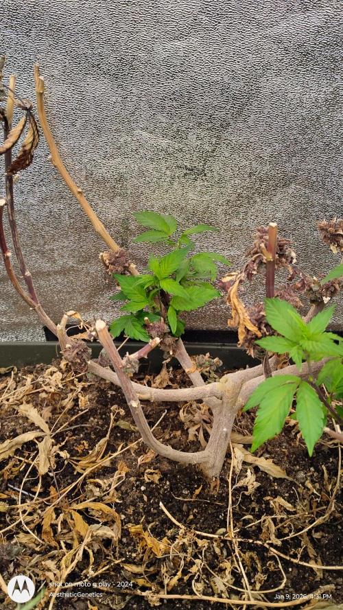 Reveg & Pollination. Week 5