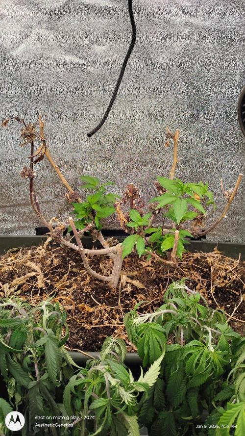 Reveg & Pollination. Week 5