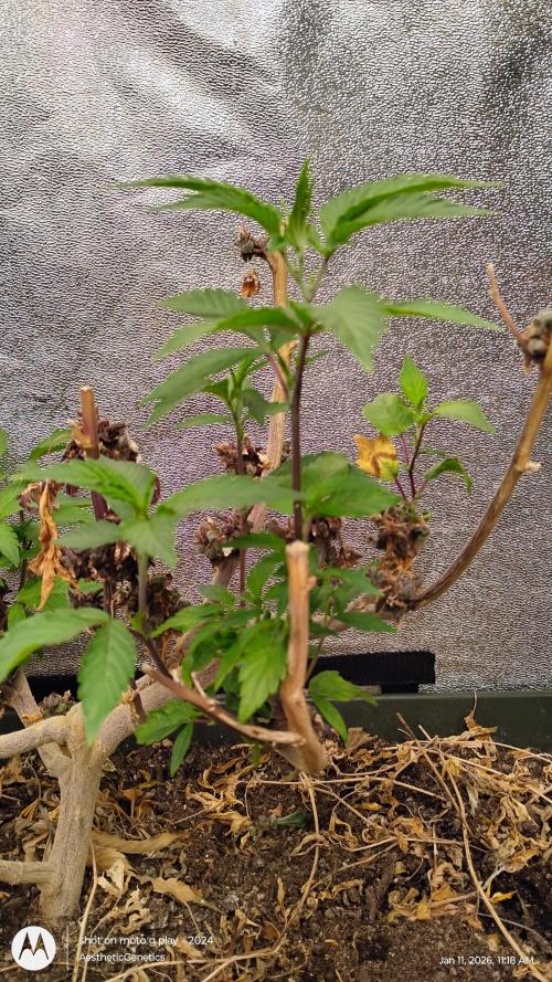 Reveg & Pollination. Week 5