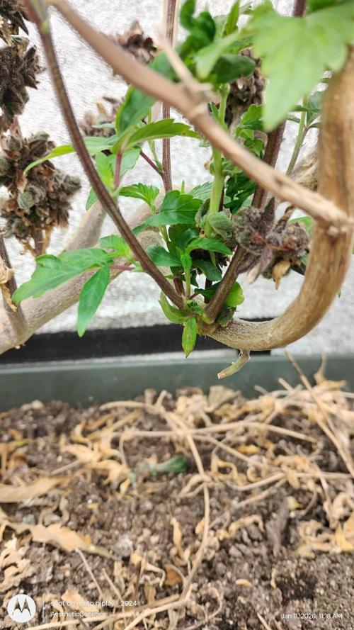 Reveg & Pollination. Week 5