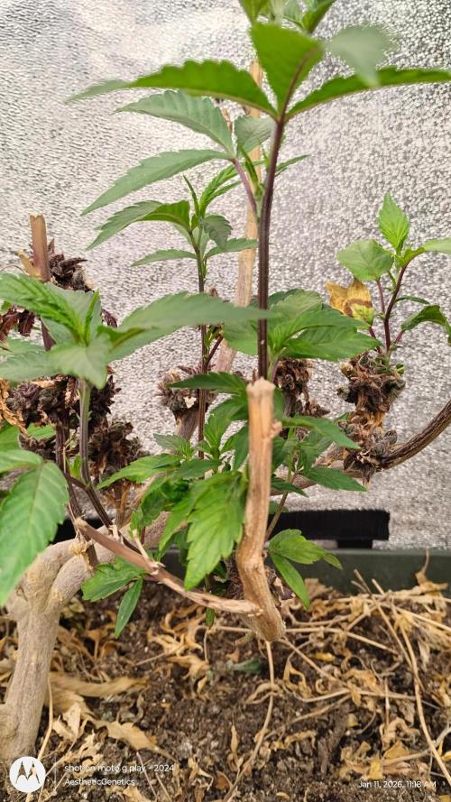 Reveg & Pollination. Week 5