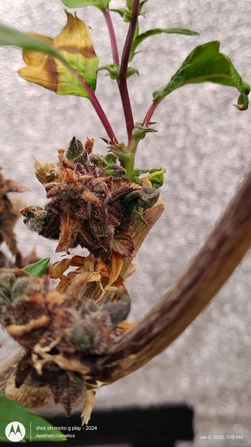 Reveg & Pollination. Week 5