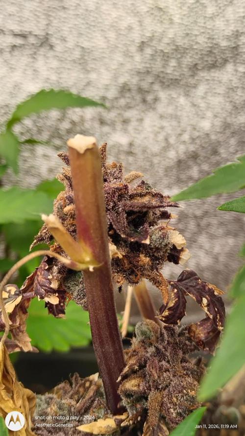 Reveg & Pollination. Week 5