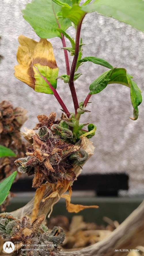 Reveg & Pollination. Week 5