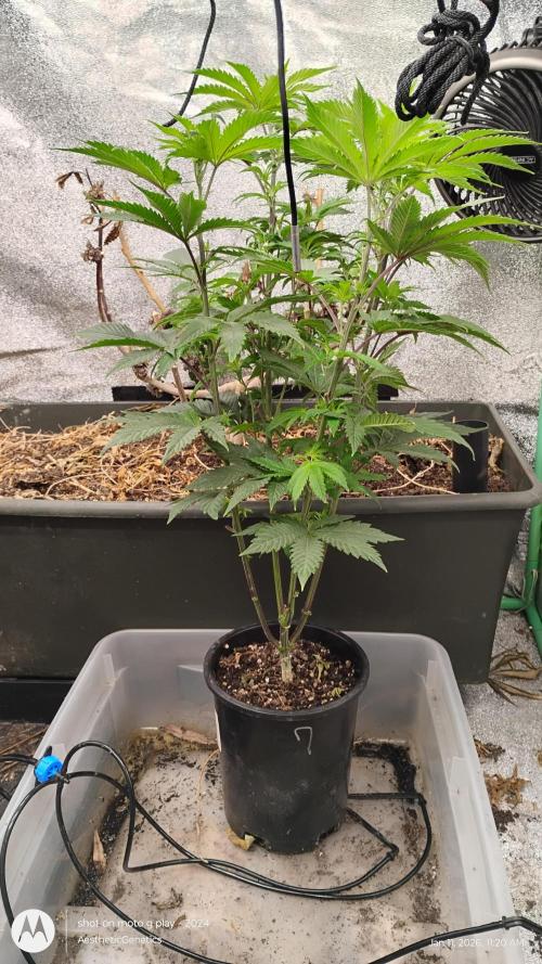 PLCG Bx2. Week 11
