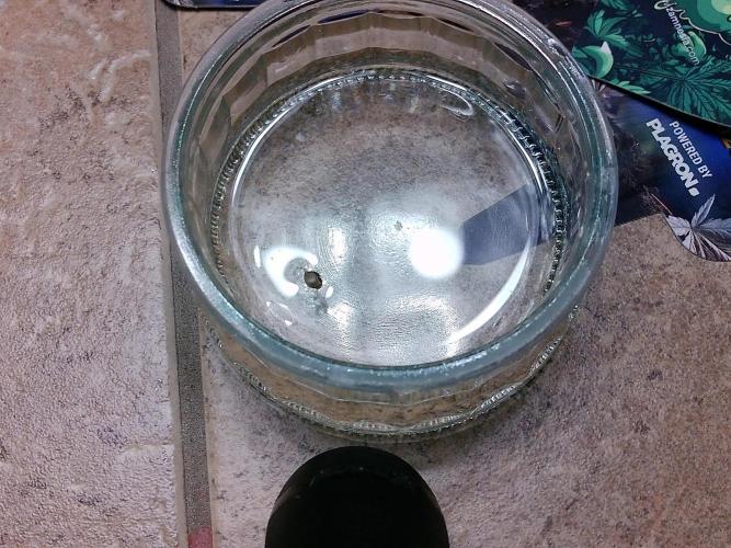 Izi Seeds- Permanent Blues. Week 0