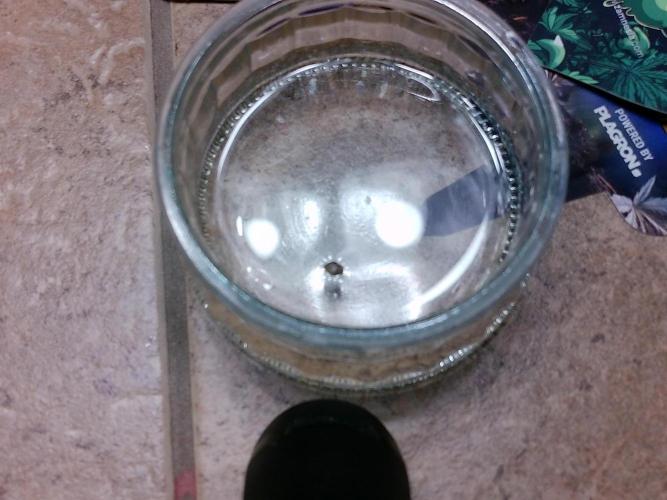 Izi Seeds- Permanent Blues. Week 0