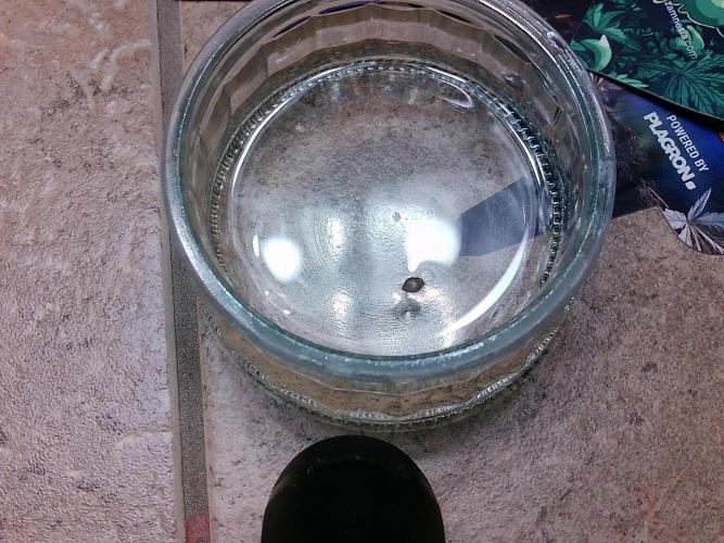 Izi Seeds- Permanent Blues. Week 0