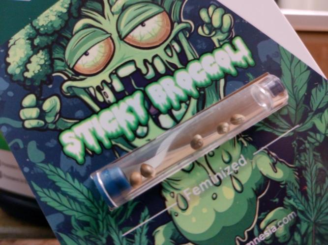 Eternity Grow Cup 2026. Week 0