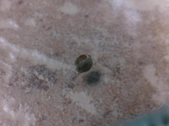 Eternity Grow Cup 2026. Week 0