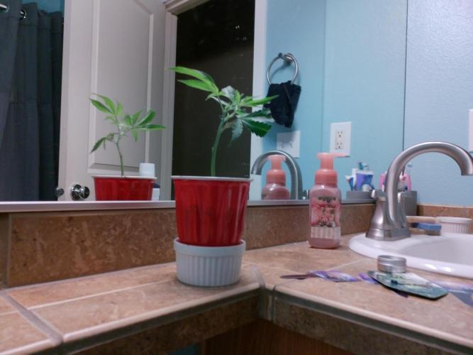 Rainbow Zoap Tiki Madman Cut. Week 1