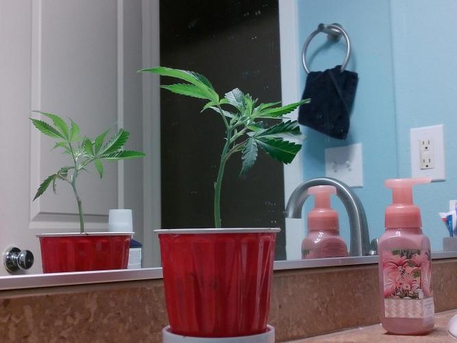 Rainbow Zoap Tiki Madman Cut. Week 1