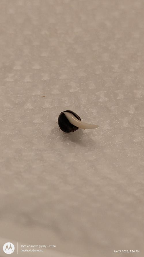 Izi Seeds- Permanent Blues. Week 0