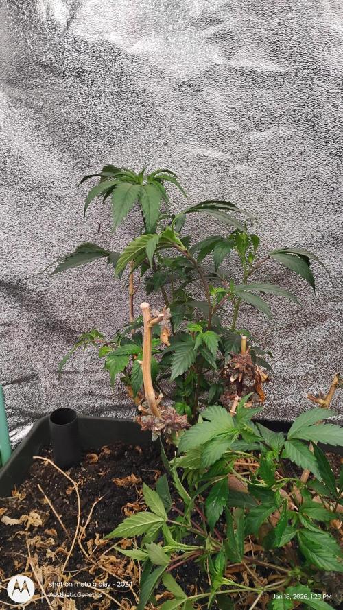 Reveg & Pollination. Week 6