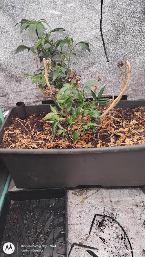 Reveg & Pollination. Week 6