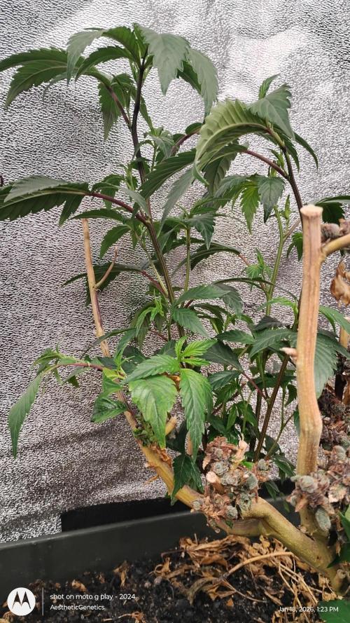 Reveg & Pollination. Week 6