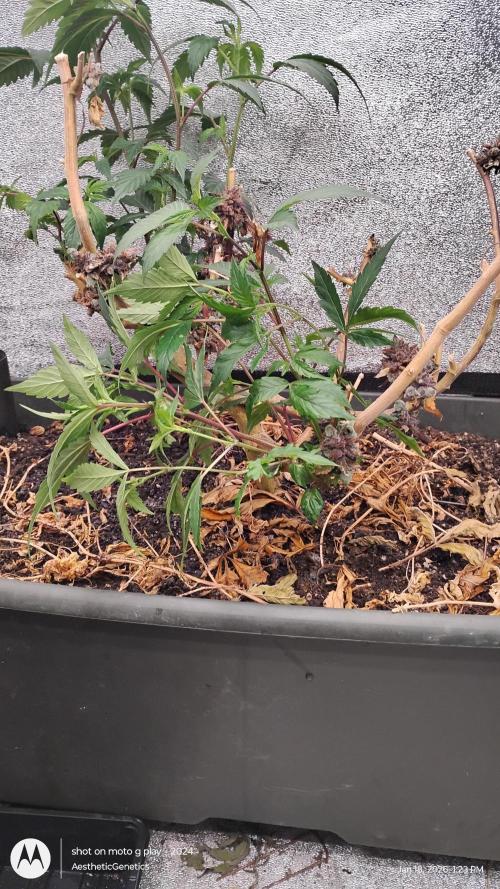 Reveg & Pollination. Week 6