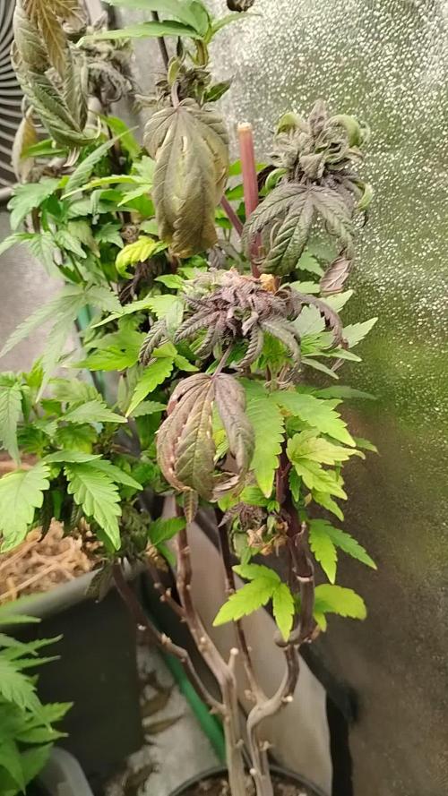 Purple Chrome Reveg