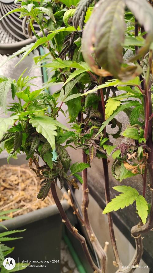 Purple Chrome Reveg. Week 4