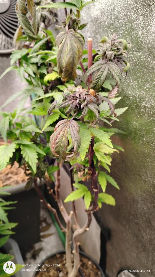 Purple Chrome Reveg. Week 4