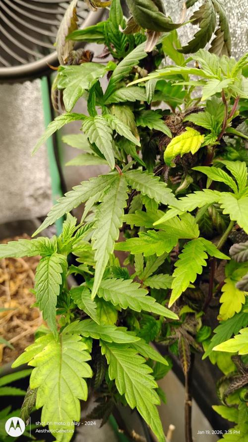 Purple Chrome Reveg. Week 4