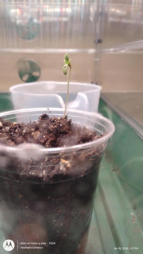 Izi Seeds- Permanent Blues. Week 1