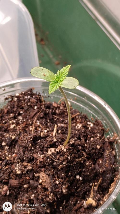 Izi Seeds- Permanent Blues. Week 1