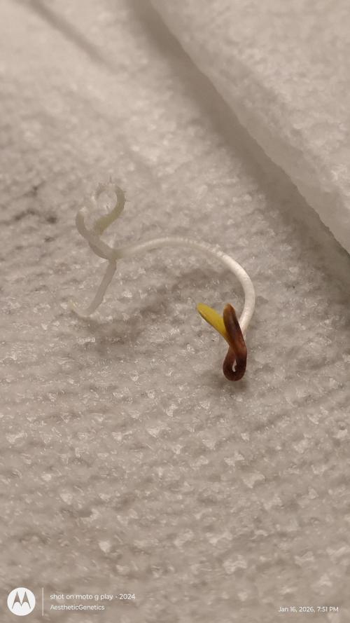 Izi Seeds- Permanent Blues. Week 1