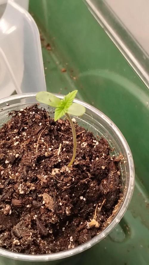 Izi Seeds- Permanent Blues