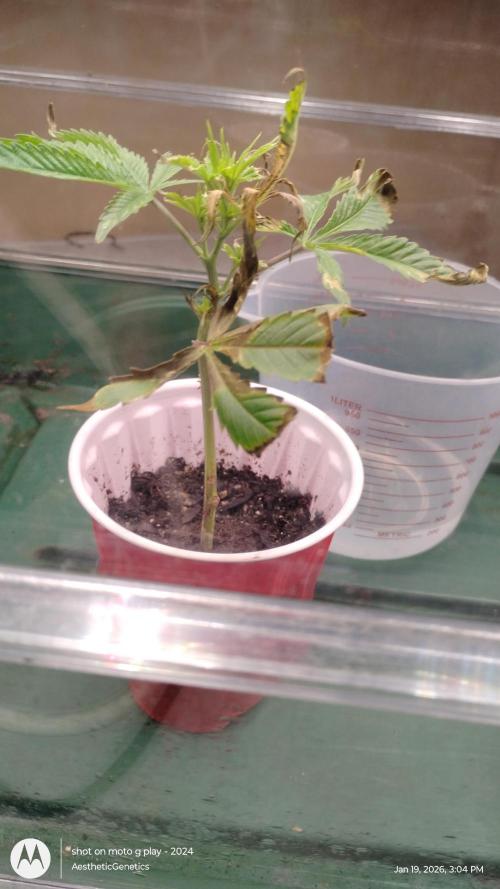 Rainbow Zoap Tiki Madman Cut. Week 2