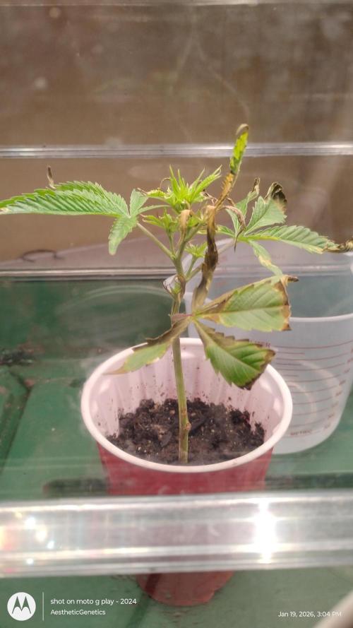 Rainbow Zoap Tiki Madman Cut. Week 2