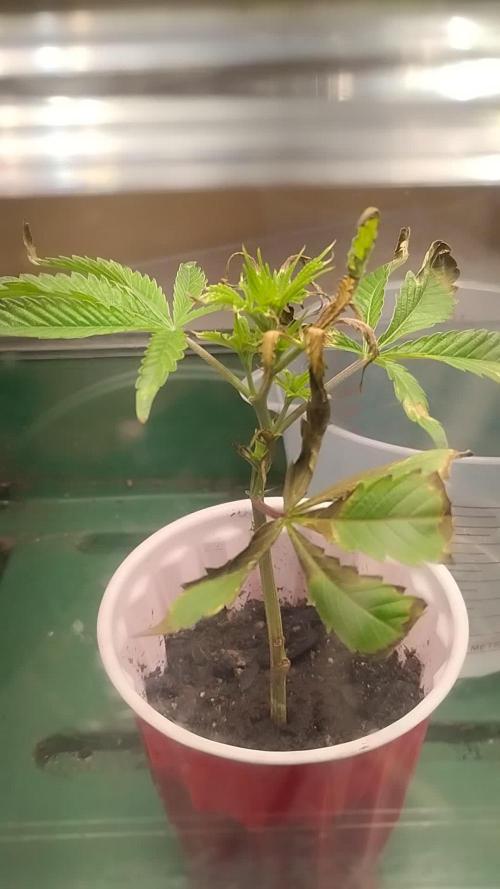 Rainbow Zoap Tiki Madman Cut